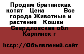 Продам британских котят › Цена ­ 500 - Все города Животные и растения » Кошки   . Свердловская обл.,Карпинск г.